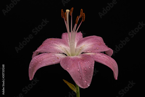 Beautiful pink lily with water drops on the petals