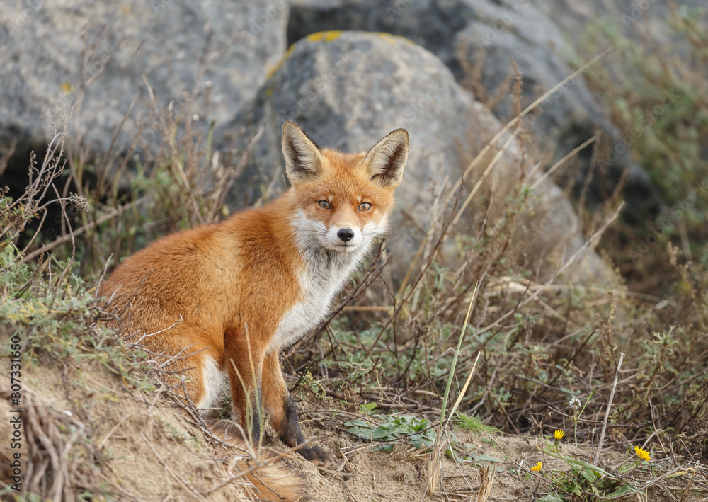 Red fox in nature near big ballast stones Red fox in nature near big ballast stones