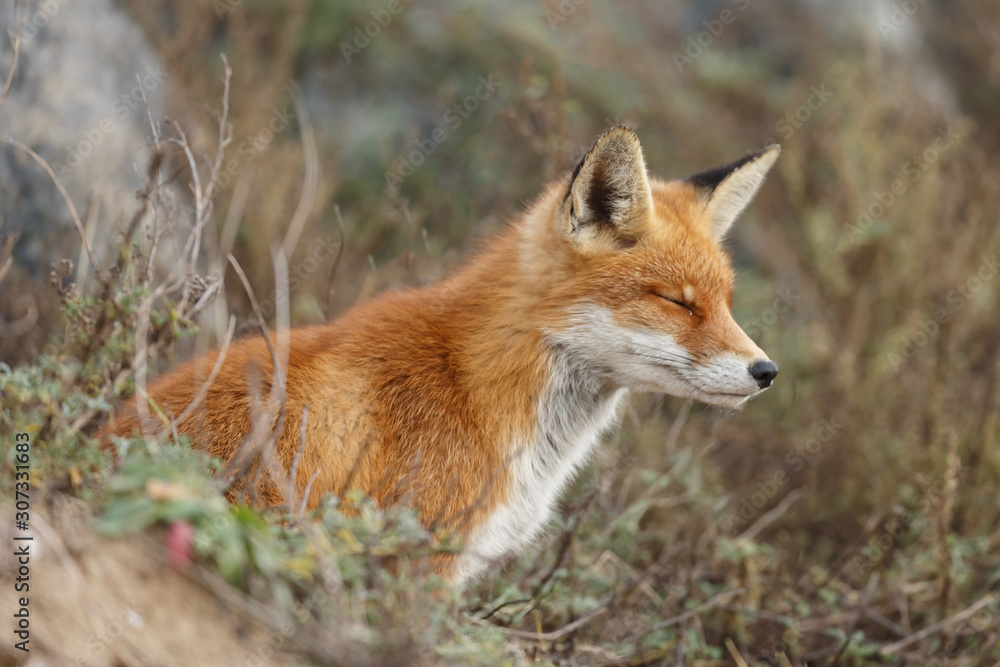 Red fox in nature Red fox in nature