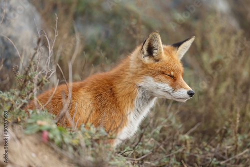 Red fox in nature  © Menno Schaefer