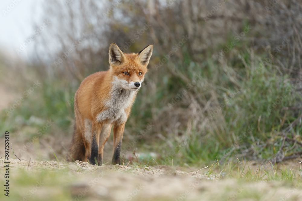 Red fox in nature 