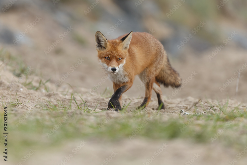 Fototapeta premium Red fox in nature