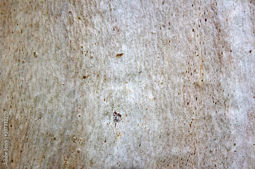 Bark of the trunk of a eucalyptus tree