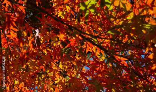 Autumn color tree leaf nature season fall