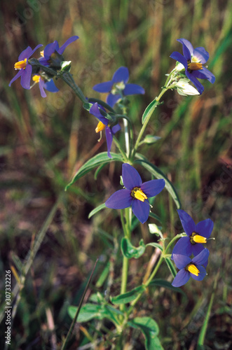 A small herb with beautiful flowers. Commonly seen in grassy areas just after the monsoon. Exacum Pedunculatum. Family: Gentianaceae. photo