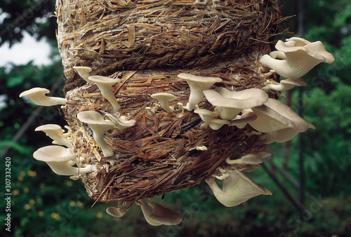 Pleurotus sp. Oyster mushroom. Class: Homobasidiomycetes . Series: Hymenomycetes. Order: Agaricales. A group of oyster mushrooms growing on a tightly packed bundle of paddy straw. photo