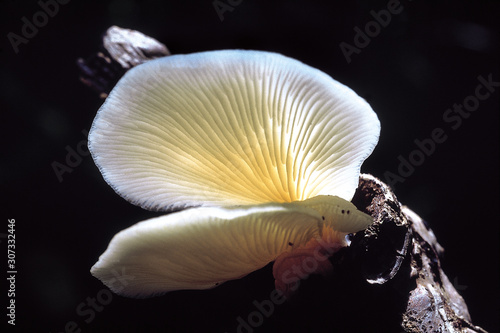Pleurotus sp. Class: Homobasidiomycetes . Series: Hymenomycetes. Order: Agaricales. Small white Pleurotus growing on wood. © RealityImages