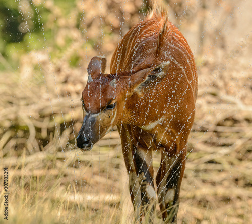 antelope drinking water from a sprinkler