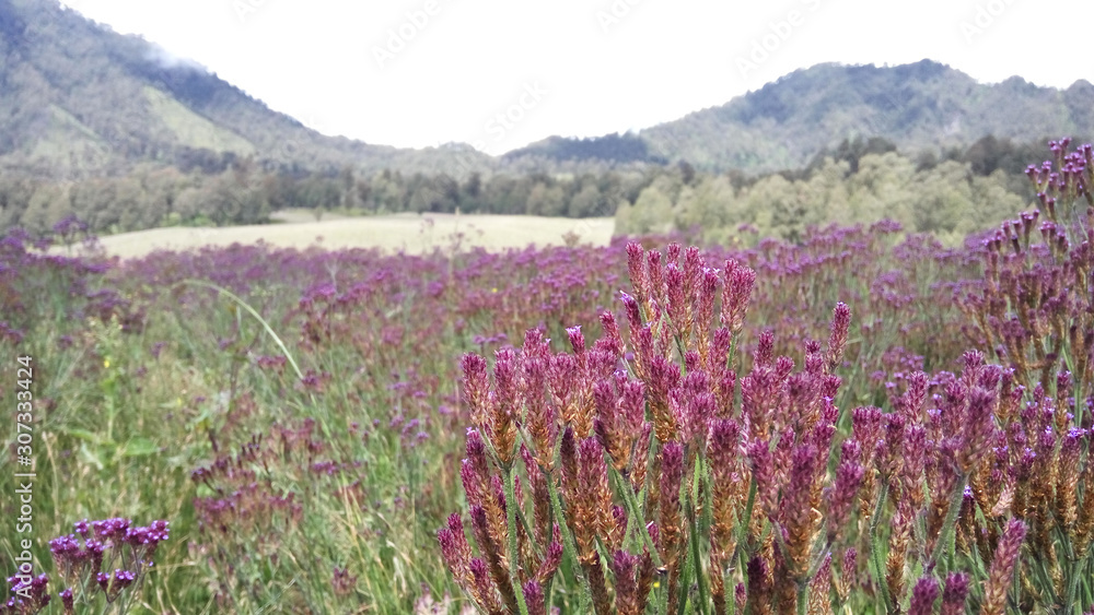 A brazil flowers looks like lavender flowers A brazil flowers looks like lavender flowers