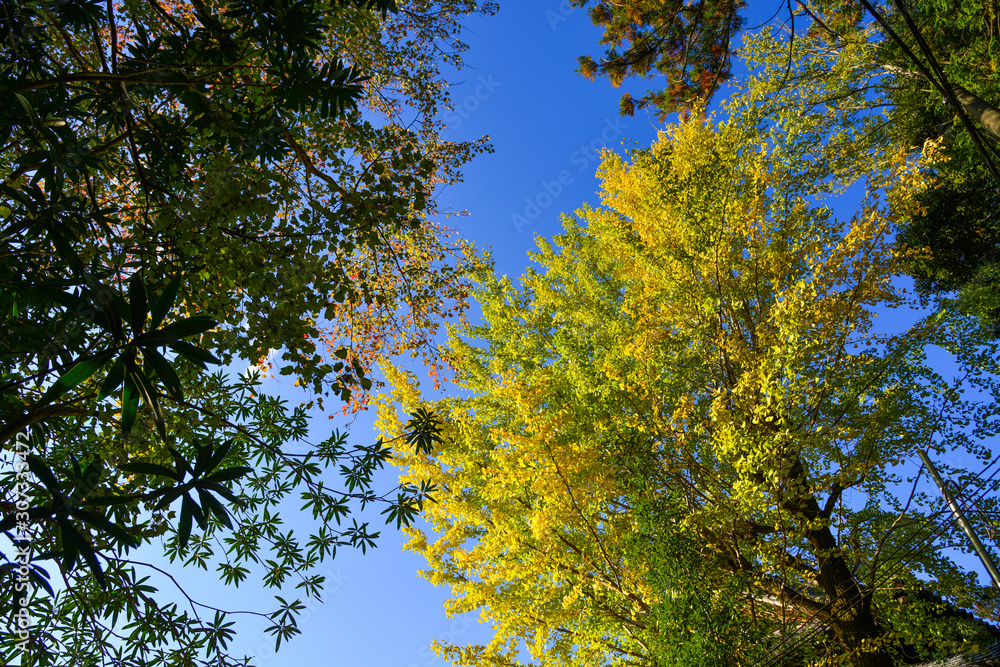 Fototapeta premium Autumn scenery in Kyoto, Japan