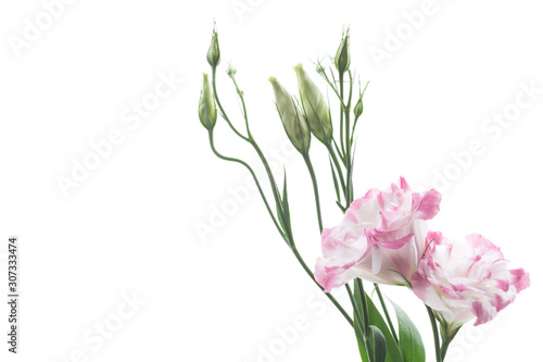 Fototapeta Naklejka Na Ścianę i Meble -  beautiful pink lisianthus flowers isolated on white