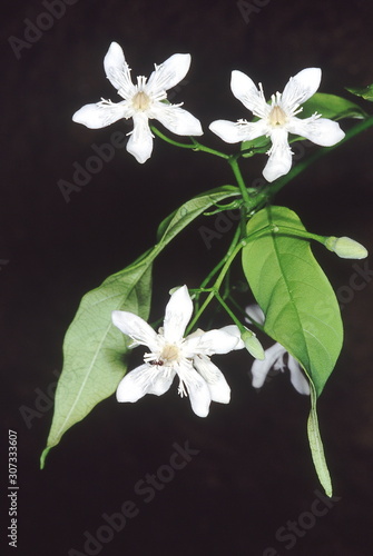 Flowers. Wrightia Arborea. Family: Apocyanaceae. A small tree with milky sap and leaves which used to be used as a substitute for indigo since it yields a blue dye. photo