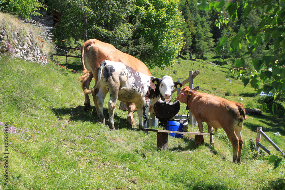 Fototapeta premium cows in a field