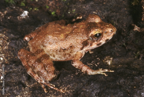 Indirana Leithii. Leith's frog. A small frog found in the Western Ghats. The tadpoles of this species develop on wet cliffs and places where there is a thin stream of water flowing over flat rocks.