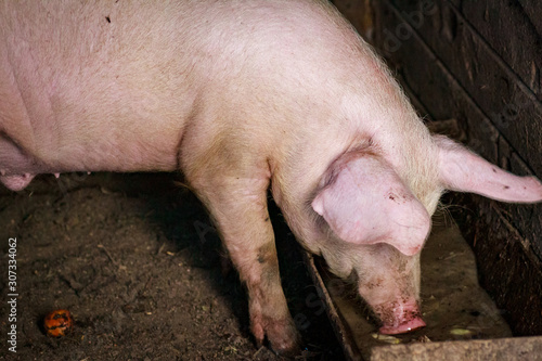 A large pig's head close-up on a pig farm © mironovm