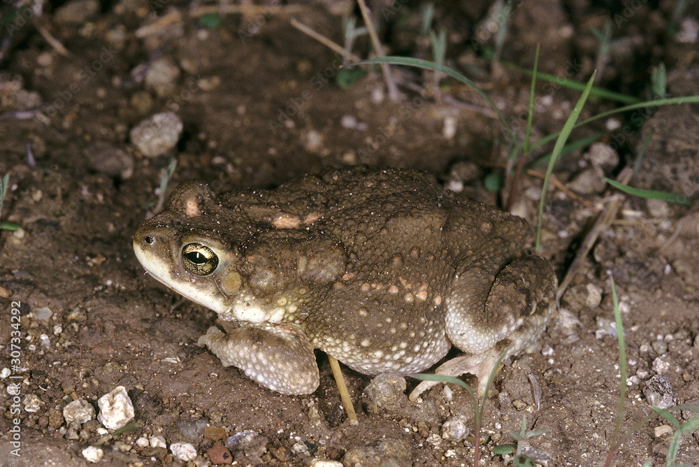 Obraz premium Bufo sp. The absence of black cornified ridges on the head differentiates this species from the common toad.