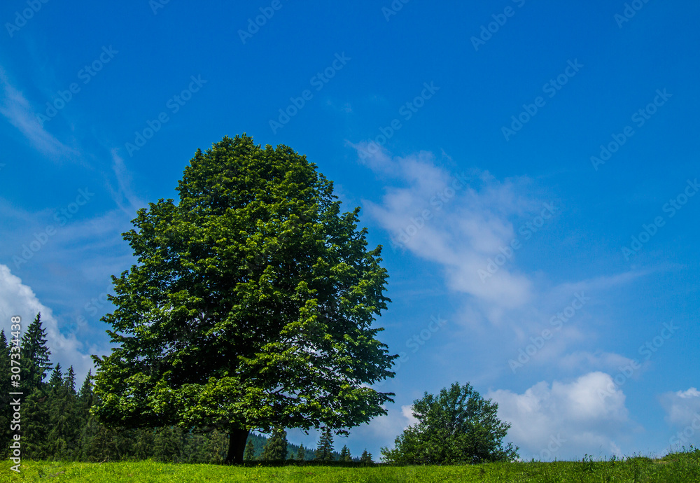 Picturesque Carpathian landscape