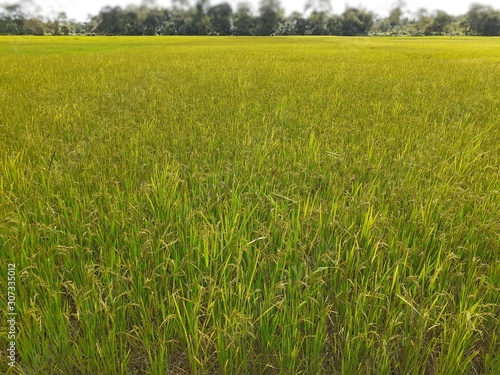 Rice plants in the field. Rice cultivation in Assam  India. Unripe rice plant background