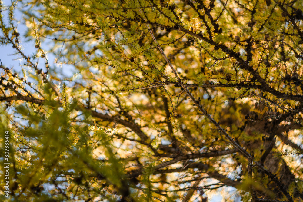 Autumn and nature on the shores of Lake Sankt Moritz, among the Swiss Alps - October 2019. Autumn and nature on the shores of Lake Sankt Moritz, among the Swiss Alps - October 2019.