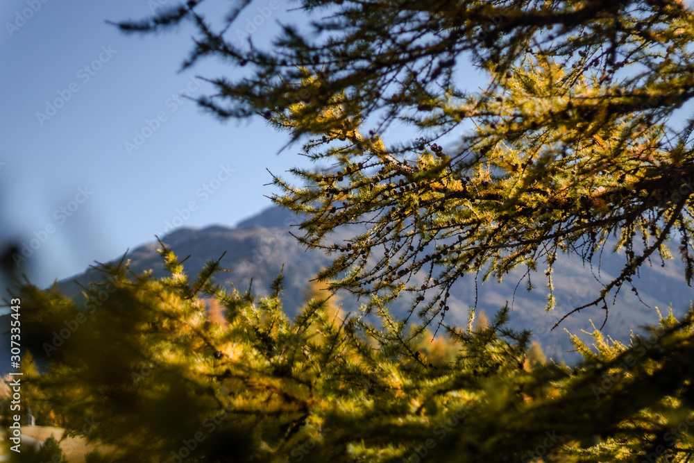 Autumn and nature on the shores of Lake Sankt Moritz, among the Swiss Alps - October 2019.