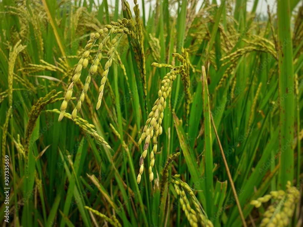 Rice plants in the field. Rice cultivation in Assam, India. Unripe rice plant background Rice plants in the field. Rice cultivation in Assam, India. Unripe rice plant background