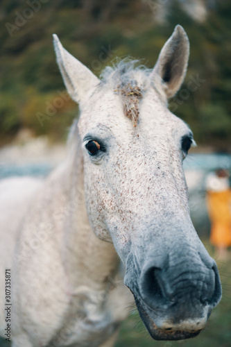 portrait of a horse