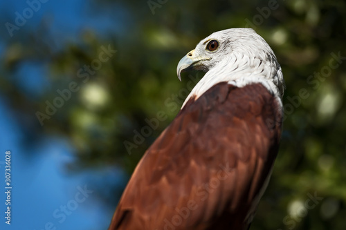 The brahminy kite  Haliastur indus 