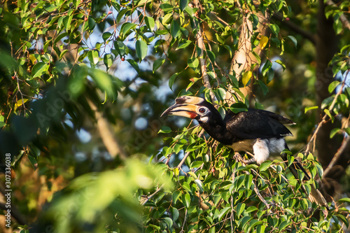 Great hornbill at Khao Yai national park, Thailand