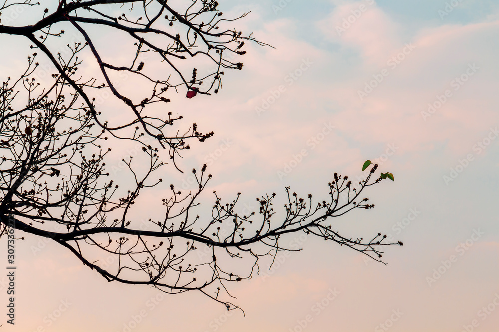 Branch of Bodhi Tree silhouette in autumn of tropical nature on twilight background for Romantic element concept design. Branch of Bodhi Tree silhouette in autumn of tropical nature on twilight background for Romantic element concept design.