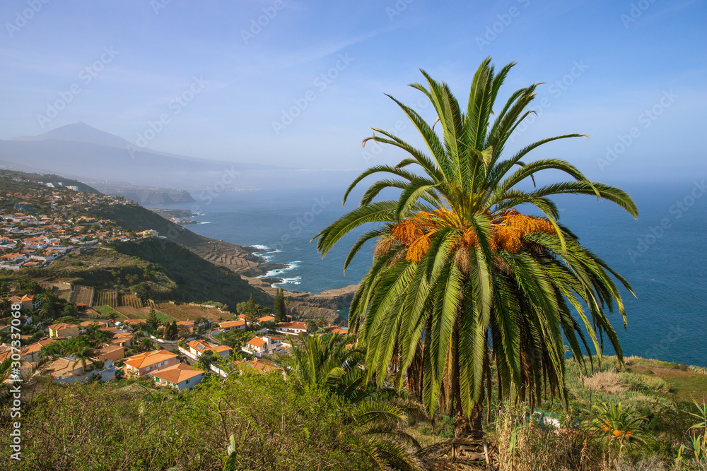 Typical Canary Islands landscape with palm tree, rural houses  and volcano Teide at the back. Beautiful postcard Tenerife Island image.