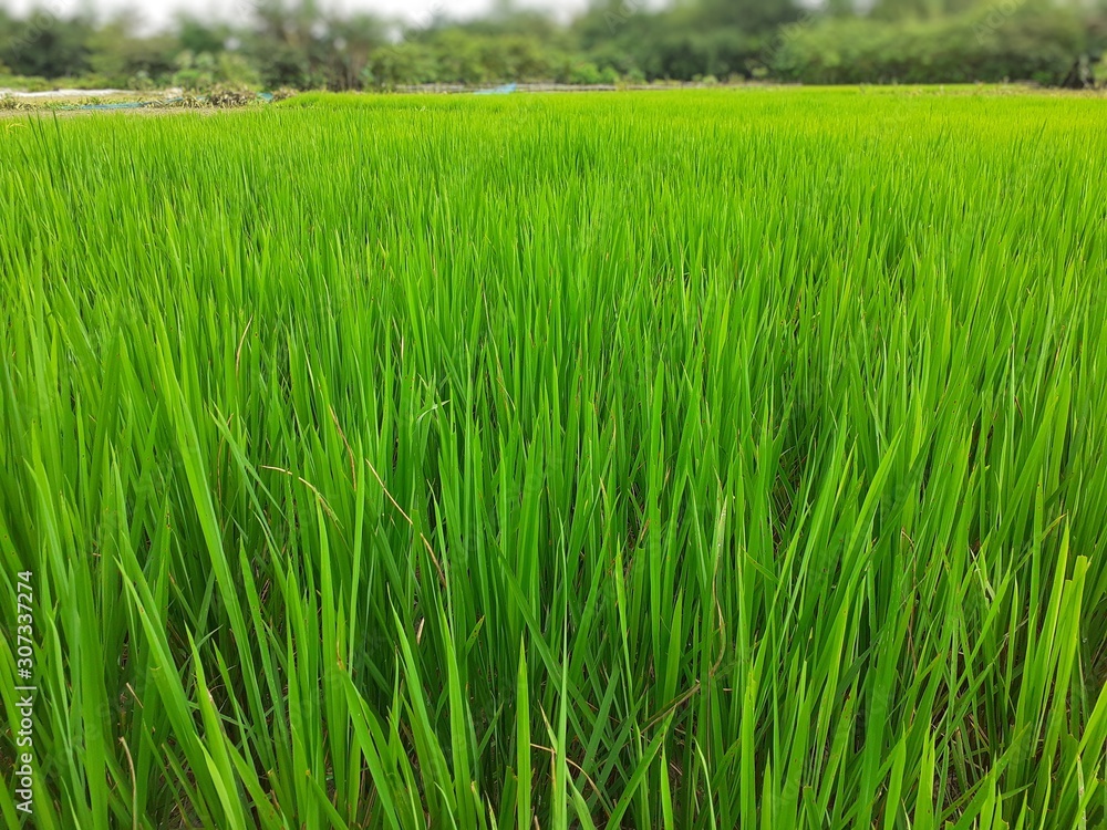 Green rice plants in the field. Rice cultivation in Assam, India. Unripe rice plant background Green rice plants in the field. Rice cultivation in Assam, India. Unripe rice plant background