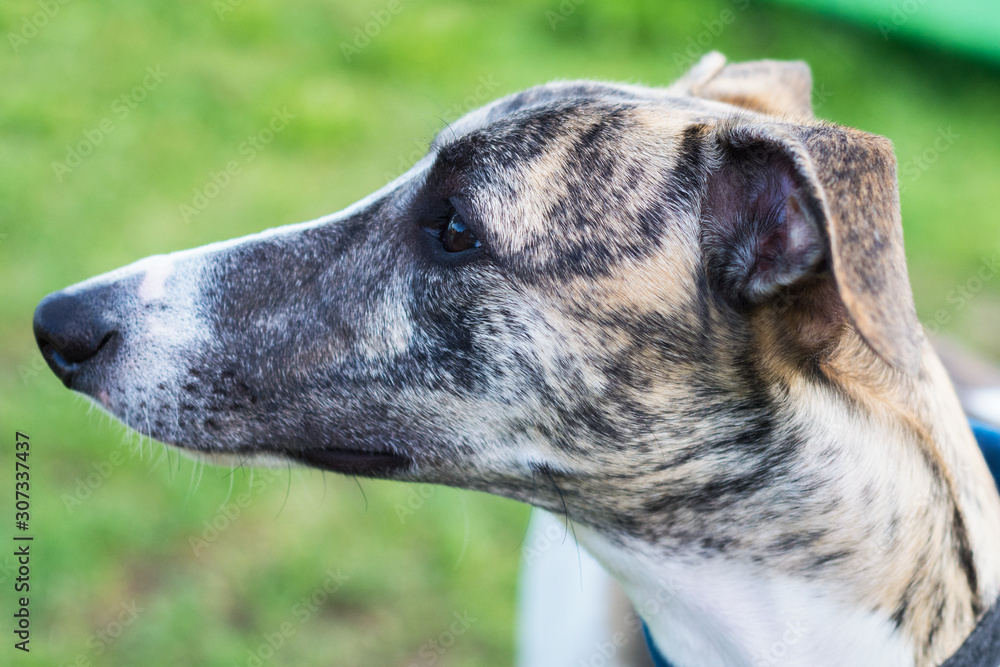 A dog of the whippet breed in a park on nature against a trees background in a summer sunny day. Portrait hound, close-up