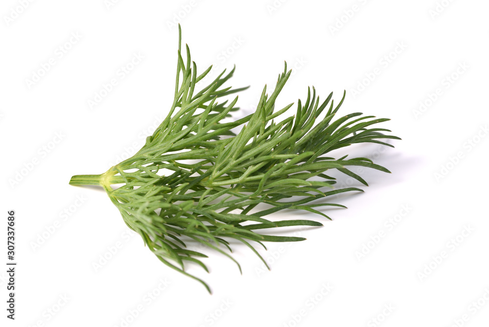 sprig of dill isolated on white, macro.Entire image in sharpness.