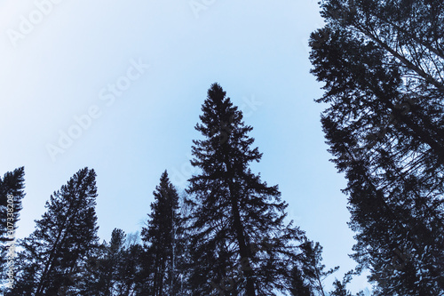 Pine tree crowns in the late winter evening; looking up from the bottom; huge trees on monochrome background