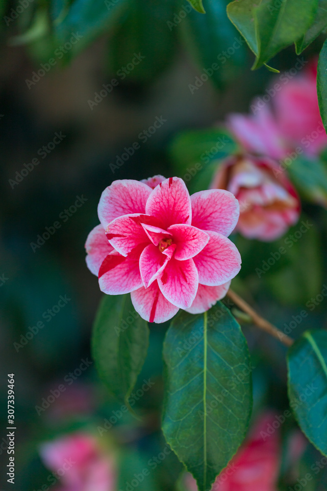 Pink flower in garden
