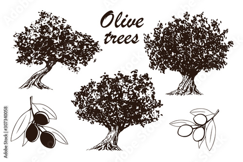 olive tree - set of hand drawn illustrations of trees and branches with olives - black and white drawing on white background (vector)