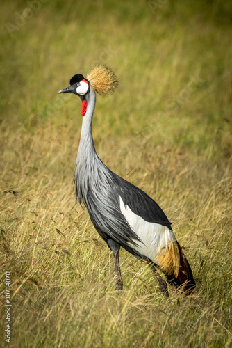 Grey crowned crane walks through long grass