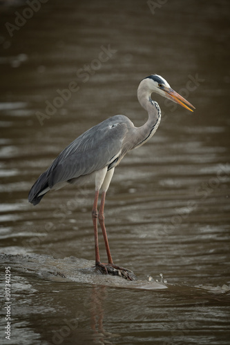 Grey heron on rock fishing in river