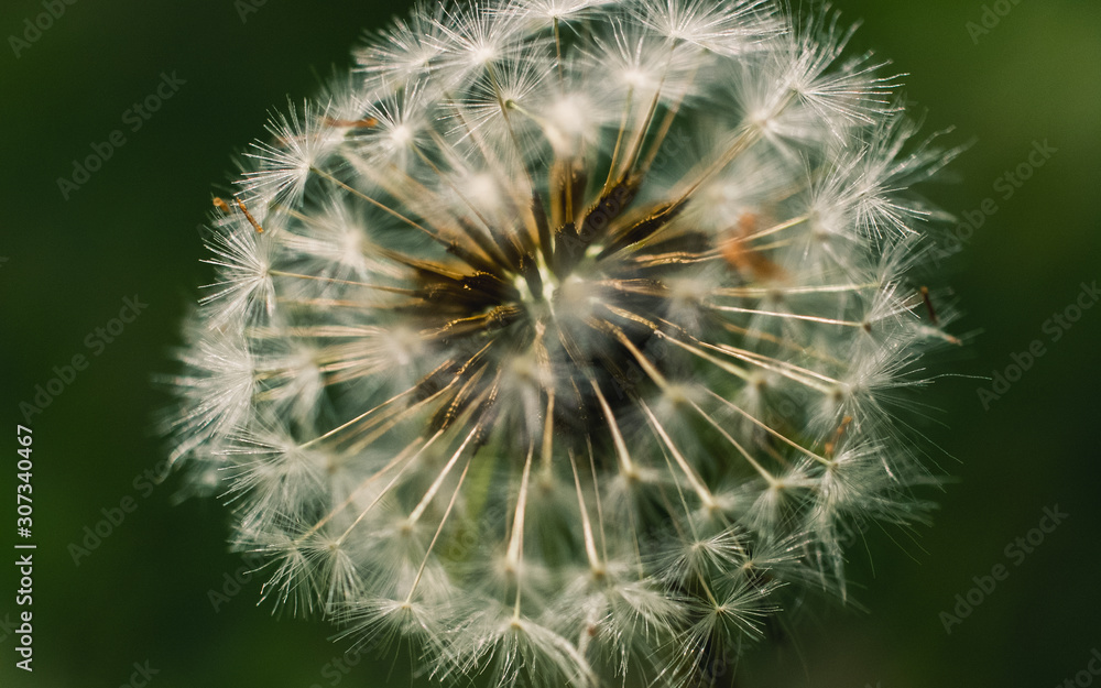 Fototapeta premium close up of dandelion
