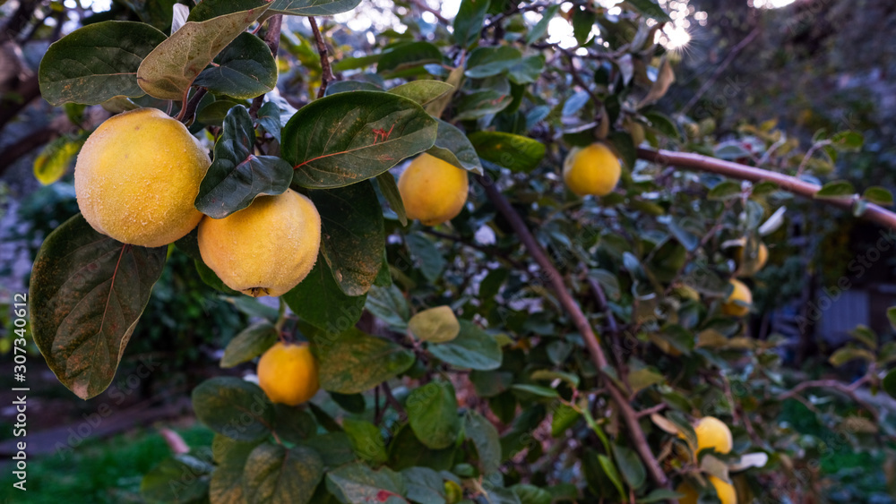 Ripe yellow quince fruits grow on quince tree with green foliage in autumn garden. Many ripe quinces, close up