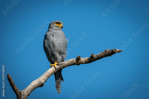 Bild auf Leinwand Grey kestrel on one leg looks up
