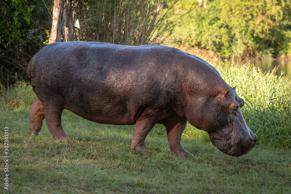 Hippo crosses lawn towards river by trees Hippo crosses lawn towards river by trees
