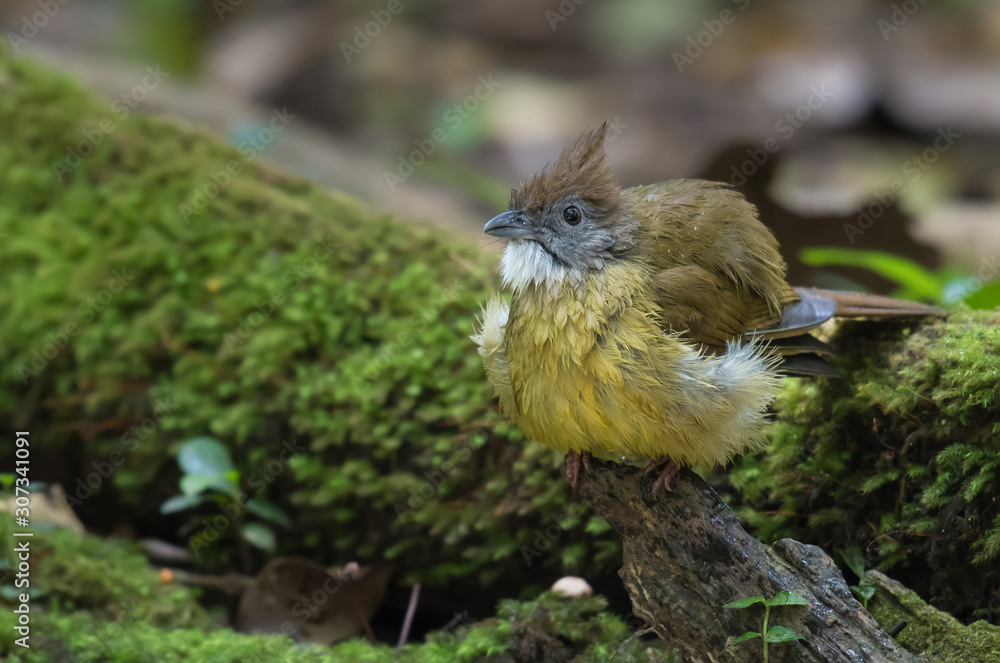 Obraz premium Puff-throated Bulbul on Moss on the stone in nature.