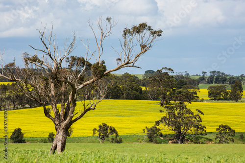 Bright yellow canola fields near Ballarat, Victoria, Australia.