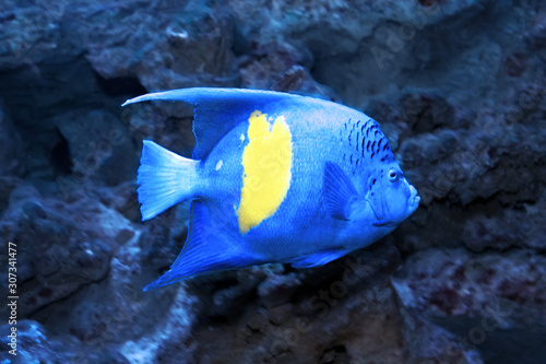 Yellowbar or arabian angelfish (Pomacanthus maculosus)