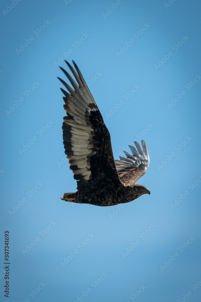 Immature bateleur raises wings in blue sky Immature bateleur raises wings in blue sky