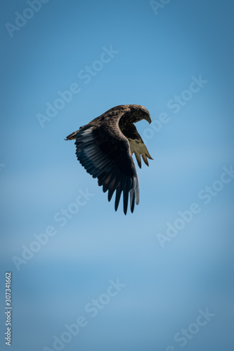 Immature bateleur flaps wings in blue sky