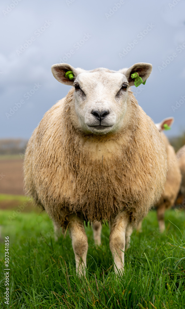 Fototapeta premium Sheep seen from the front