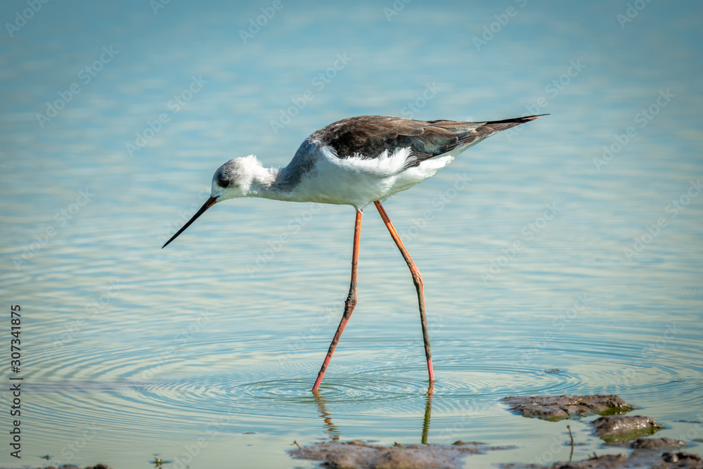 Obraz premium Immature black-winged stilt walking through shallow pond