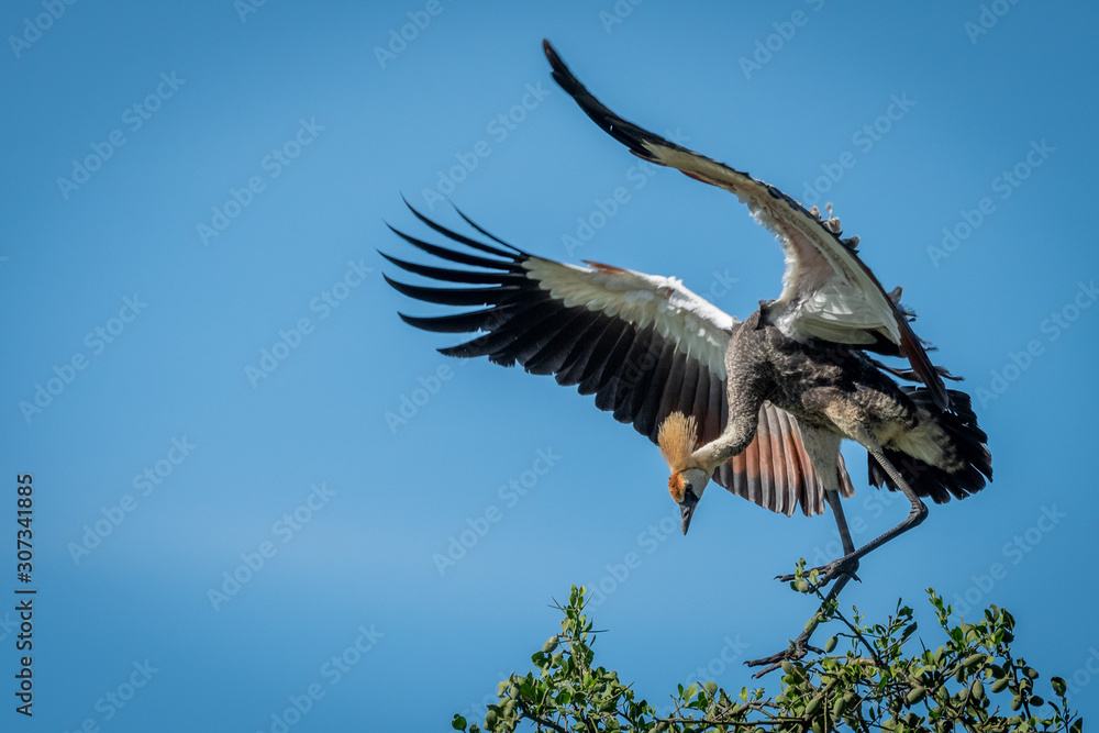 Fototapeta premium Immature grey crowned crane landing on tree